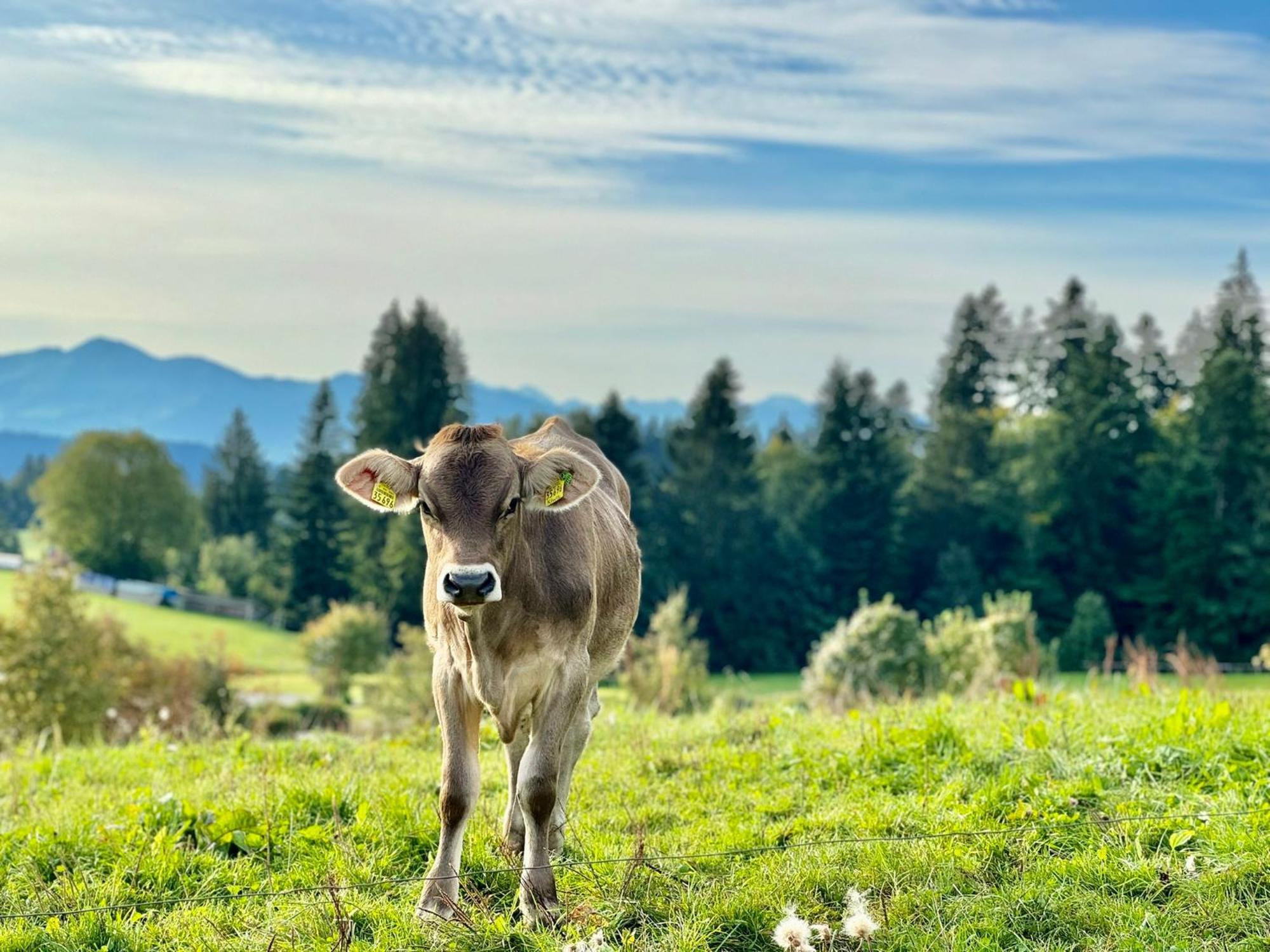 Jj Living - Alpenblick Apartment Scheidegg Luaran gambar